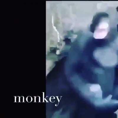 monkey