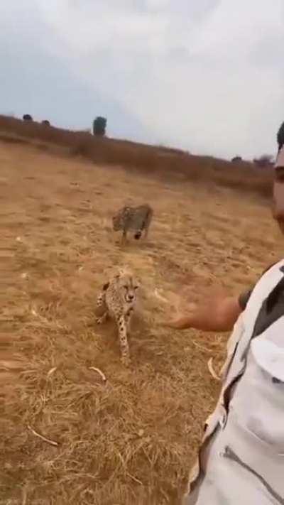 Man stops cheetah with bare hands