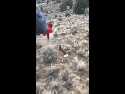 Colorado Mule Deer Capture