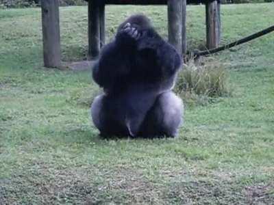 Lowland gorilla at Miami zoo uses sign language to tell someone that he's not allowed to be fed by visitors.