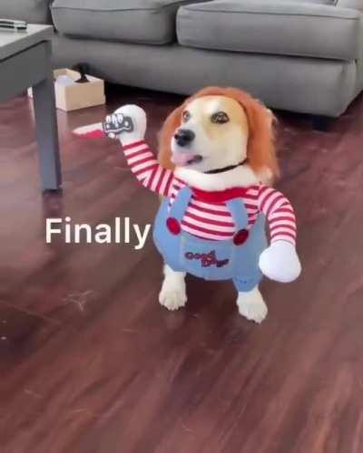 This costume on the dog is scary af