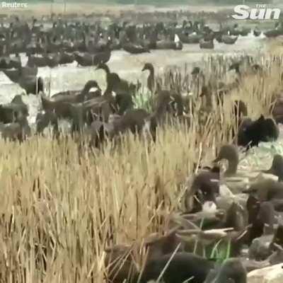 Around 10,000 ducks are sent to eat insects in a rice paddy after harvest in Thailand...