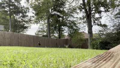 Neighbor’s dog behind the fence barks the instant my dog jumps to catch ball.