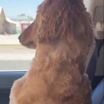 This dog was giving the silent treatment to his owner after going to the groomer..