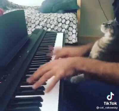 You can tune a piano but you can’t tuna cat....