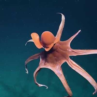 🔥 Octopus stretching its tentacles to form a huge balloon.