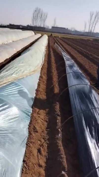 Farm dog spreading ground liner