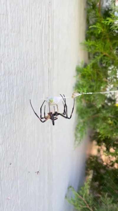 🔥Spider vs Spider