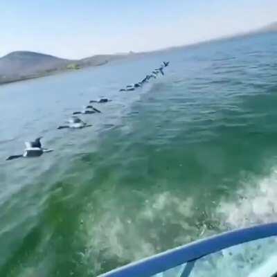 Geese flying low in formation with guy in boat.