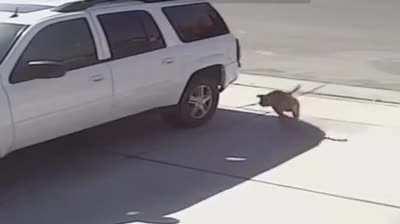 Badass kitty saves boy from a dog.