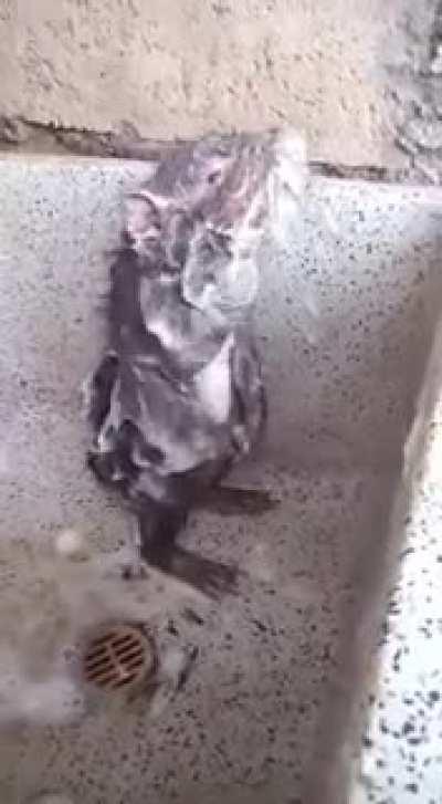 This Rat Showering