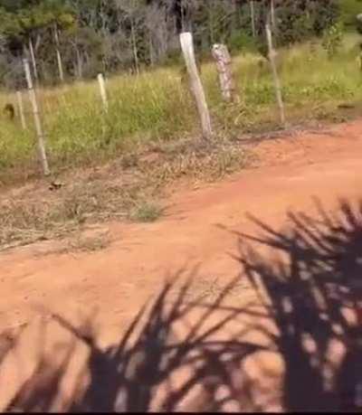 Playing a jaguar sound at a rural area