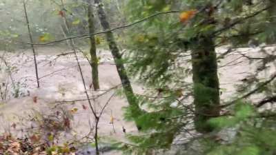 Coquitlam River north of Lougheed right now