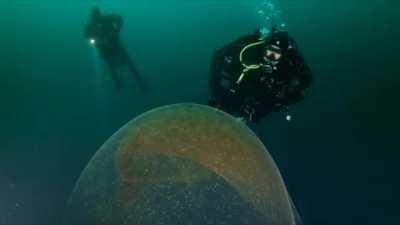 🔥 Massive Bigfin (Ghost) Squid Egg