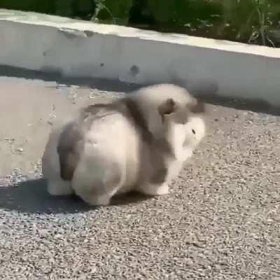 Chonky poof