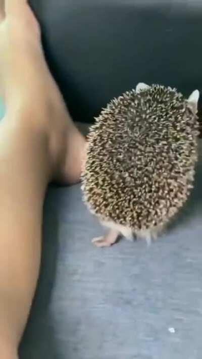 Spikey boi