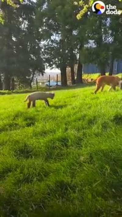 Dog sees tiny lamb crying and decides to adopt her and now that she's huge and fluffy, she still makes a beeline for her every day to play.