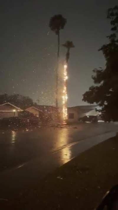 Palm tree on fire after a lightning strike during a monsoon in Scottsdale, AZ