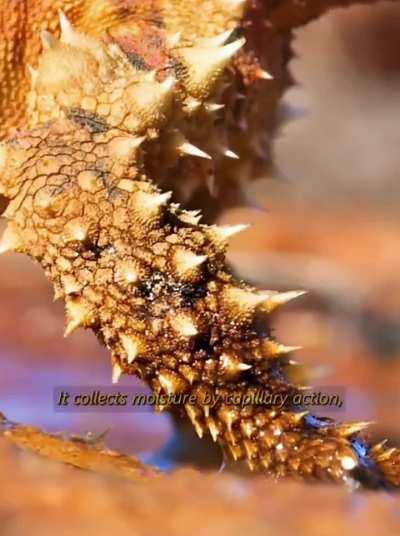 How a thorny devil drinks water