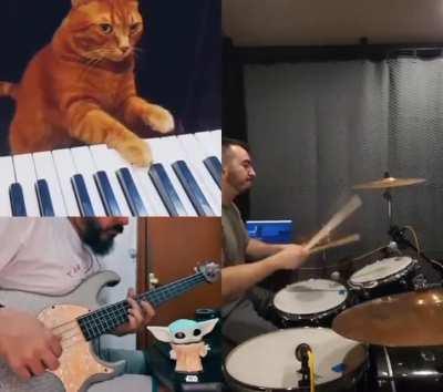 A feline song to relax your day