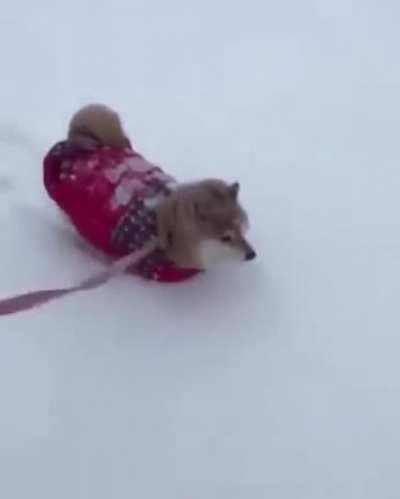 DoG FoRcEd To StRoLl fOr EtErNiTy