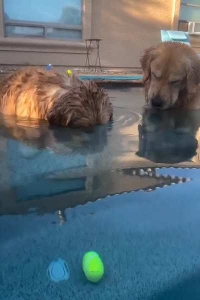 More of Golden Retrievers patiently retrieving