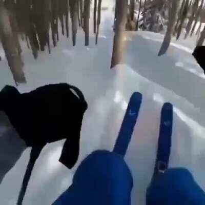 Skiing full speed in a forest