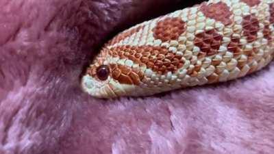 Hognose Snek trying to dig in blanket.