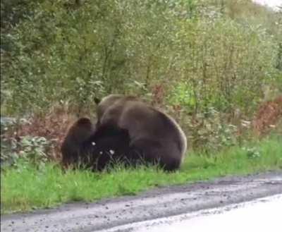 Bears having a little misunderstanding.