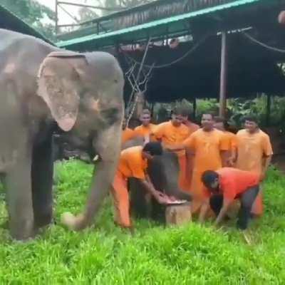 India: villagers celebrate birthday of baby elephant with his mother