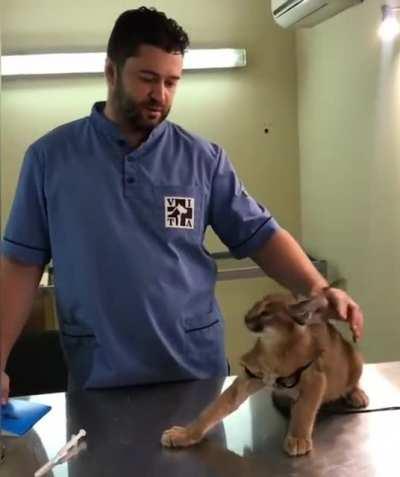 This caracal being fearsome at the clinic while the vet shows patience as he gives the needed medicine.