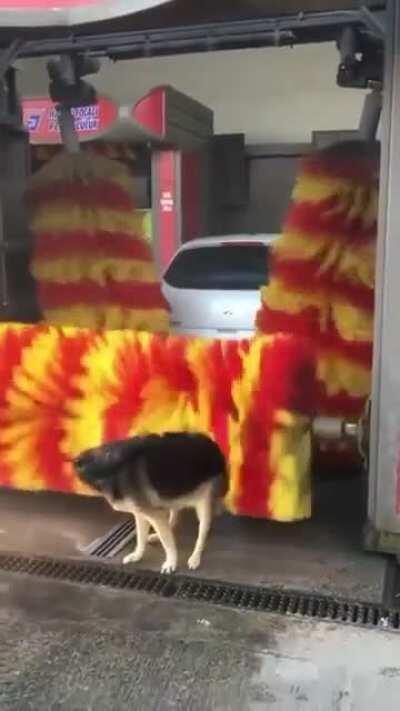 This German Shepherd is well known in her neighbourhood for using the car wash as a petting machine on daily basis