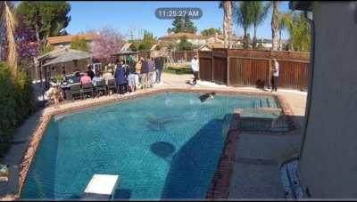 Doggie runs across the top of a pool, on a net