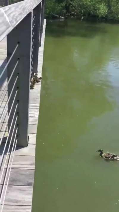 Seeing How Ducklings Take Their First Ever Jump.