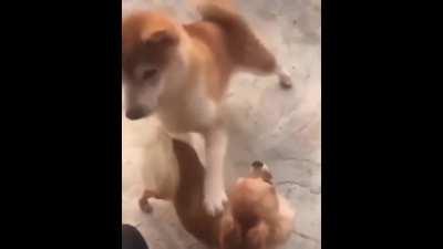 Malu Dog Video - Malu Dog