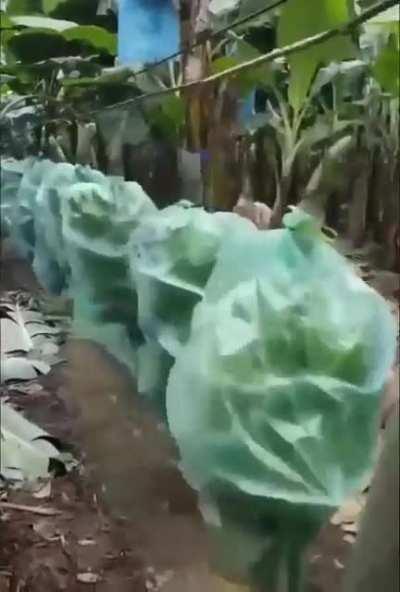 How bananas are transported through a plantation