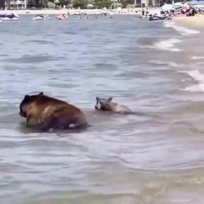 Bear family takes a dip at south lake Tahoe’s Pope beach, California