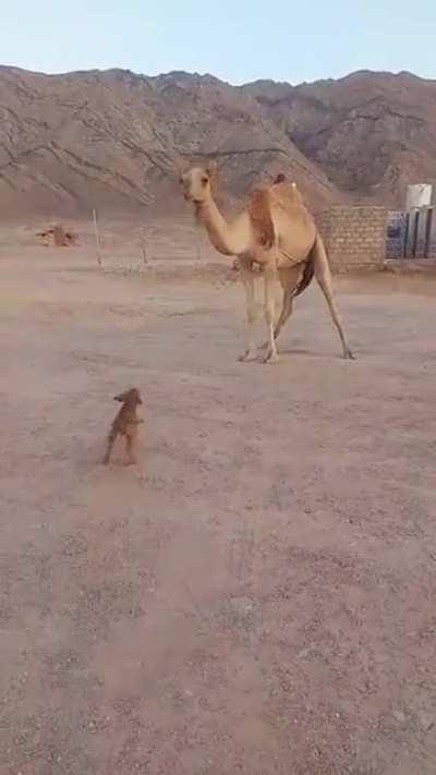 Little dog and camel being bros