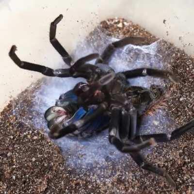 Tarantula molt timelapse