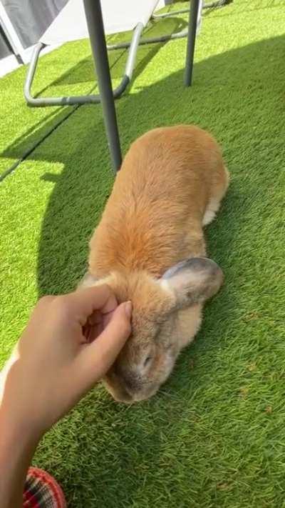 my bunny asking for love cuddles &amp;amp; attention, she puts her head under my hand when she wants petting and waits for me to pet her 🥕🐰