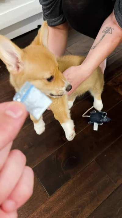 Apple generated a memory video of my Corgi, which included the time she found a dimebag on one of our walks - which we had to fish out of her mouth.