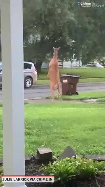 Two deer in Loveland Ohio slap boxing