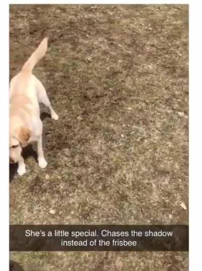 Chasing the shadow instead of the frisbee