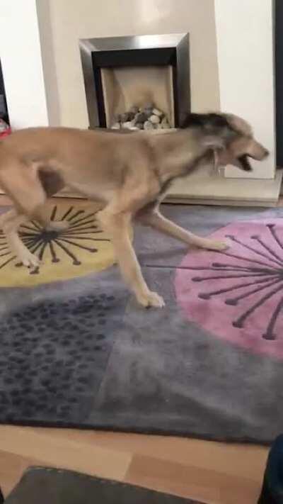 seismic zoomies