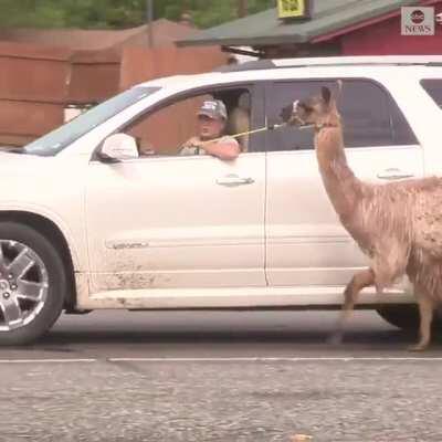 A Texas woman leads a lost llama to safety in the wake of hurricane Laura