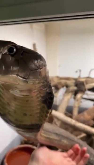 Giving scratches to a king cobra