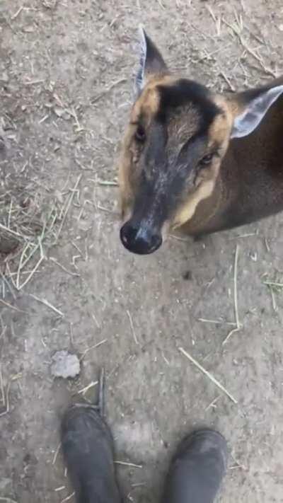 Muntjacs, also known as barking deer or rib-faced deer are small deer of the genus Muntiacus. They're just about the same size as a medium dog.