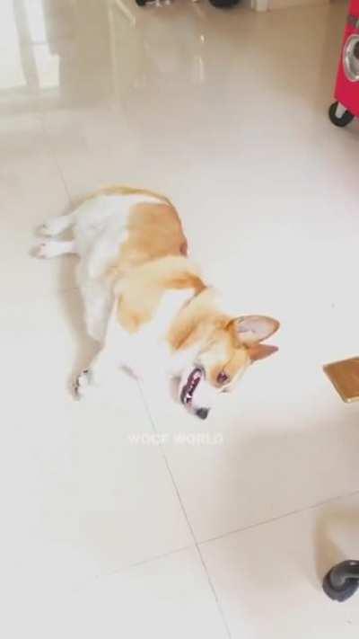 This Corgi's acting skills are next level..