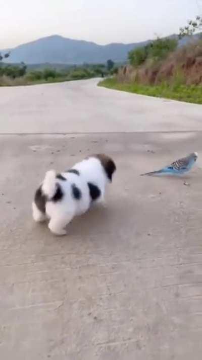 Todays interspecies friendship? Parakeet and puppy. This may be a bit of a one-sided friendship, it seems.