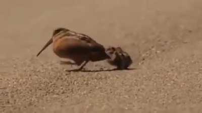 Woodcocks walking with a funny 'bob' that resembles a dance. It is thought that this motion causes worms to move around in the soil, making them more easily detectable.